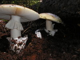 Amanita vernicoccora image