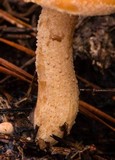 Suillus subaureus image
