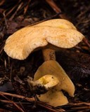 Suillus subaureus image