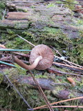 Inocybe lanuginosa image