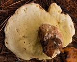 Boletus subcaerulescens image