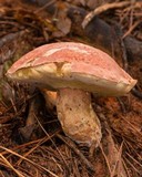 Boletus subcaerulescens image