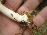 Agaricus silvicola image