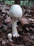 Amanita aestivalis image