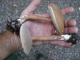 Austroboletus gracilis image