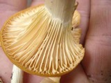Cuphophyllus pratensis image