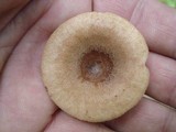 Lactarius quietus image