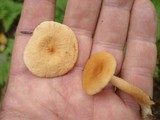 Lactarius theiogalus image