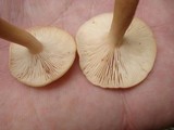 Lactarius theiogalus image