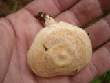 Lactarius chrysorrheus image