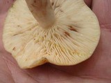 Lactarius chrysorrheus image