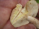 Lactarius chrysorrheus image