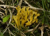 Clavulinopsis corniculata image