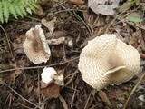 Lepiota cortinarius image