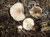 Lepiota cortinarius image