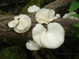 Pleurocybella porrigens image