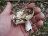 Russula densifolia image