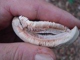 Russula densifolia image