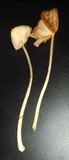 Conocybe apala image
