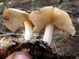 Rhodocollybia maculata image
