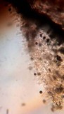 Panaeolus cinctulus image