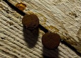 Tubulifera arachnoidea image