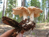 Rhodocollybia maculata image