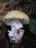 Amanita vernicoccora image