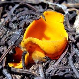 Caloscypha fulgens image