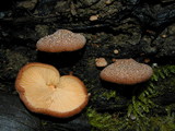 Crepidotus crocophyllus image