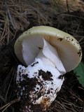 Amanita vernicoccora image