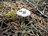 Clitocybe glacialis image