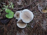 Ampulloclitocybe clavipes image