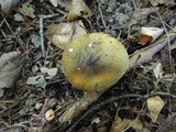 Tricholoma subsejunctum image