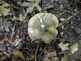 Tricholoma subsejunctum image