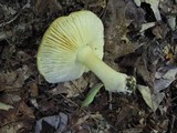 Tricholoma subsejunctum image