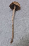 Panaeolus cinctulus image