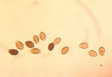 Panaeolus cinctulus image
