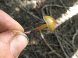 Mycena nivicola image