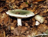 Russula subgraminicolor image