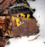 Guepiniopsis alpina image