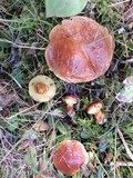 Suillus grevillei image