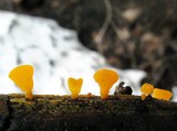 Guepiniopsis alpina image
