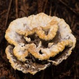 Thelephora vialis image