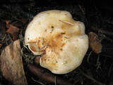Pholiota olivaceophylla image