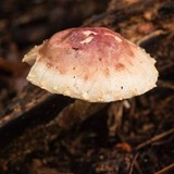 Pholiota polychroa image