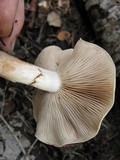 Pholiota olivaceophylla image