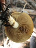 Pholiota olivaceophylla image