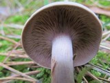 Clitocybe martiorum image