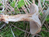 Clitocybe martiorum image